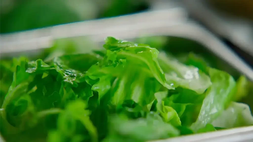 lettuce